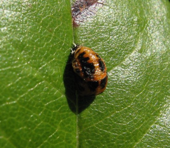 NympheCoccinelle