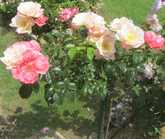 Roseromantic