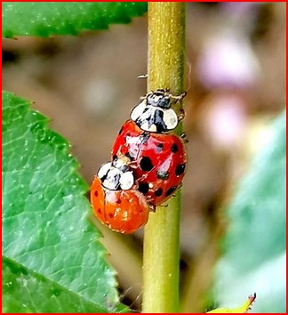 2026 Coccinelles